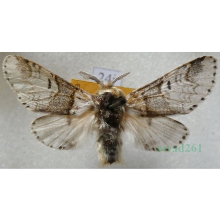Furcula furcula (Clerck, 1759) male Widłogonka widlica Czech24j